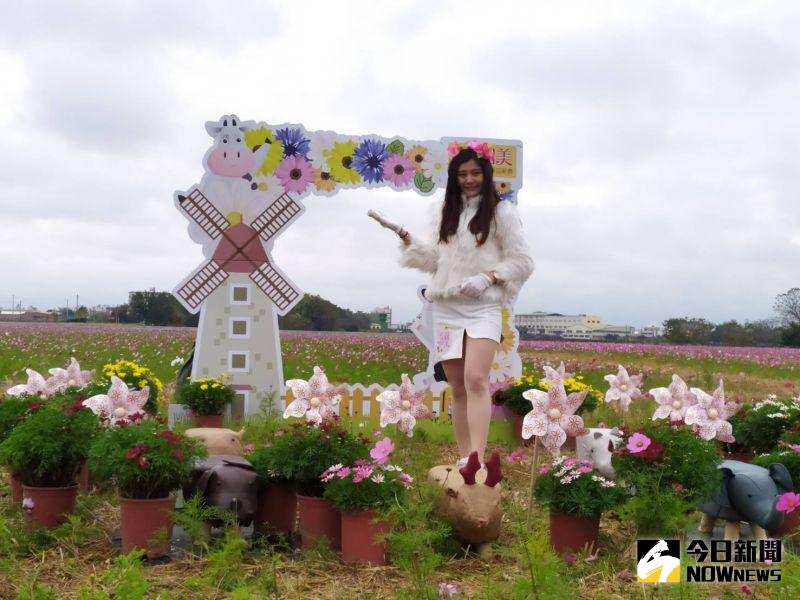 ▲和美鎮今年選在和美竹園花海熱鬧登場,廣達14公頃的花田,滿植大波斯菊,呈現美麗的花海美景,。(圖/記者陳雅芳攝,2021.01.11)