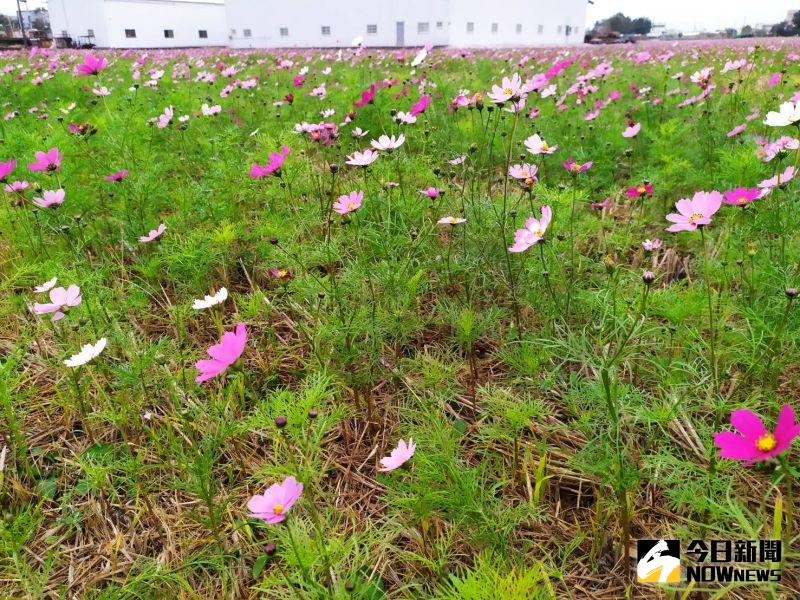 ▲和美鎮2021花漾和美-牛年鴻運迎新春活動將登場,強烈寒流一波波的侵襲,使的整體花況受寒害枯萎,花都變小,花況也「變醜了」。(圖/記者陳雅芳攝,2021.01.11)