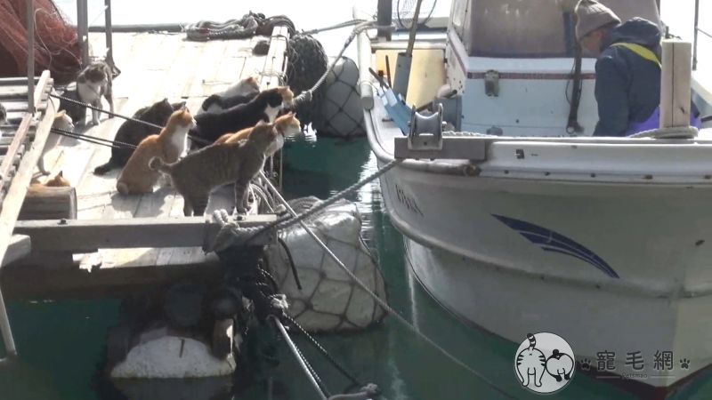 ▲貓:帶什麼好料回家啊?(圖/猫の島 青島物語授權)