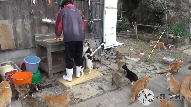 ▲本喵聞到魚的味道,大家趕快來唷!(圖/猫の島 青島物語授權)