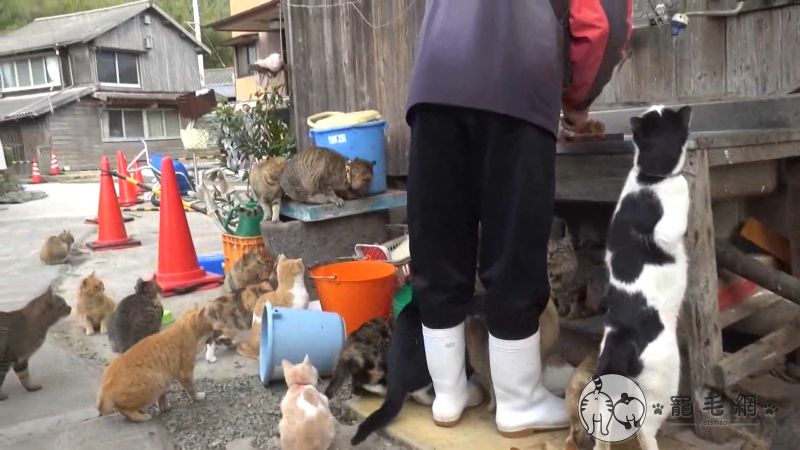 ▲動作這麼慢,阿是切好了沒?(圖/猫の島 青島物語授權)