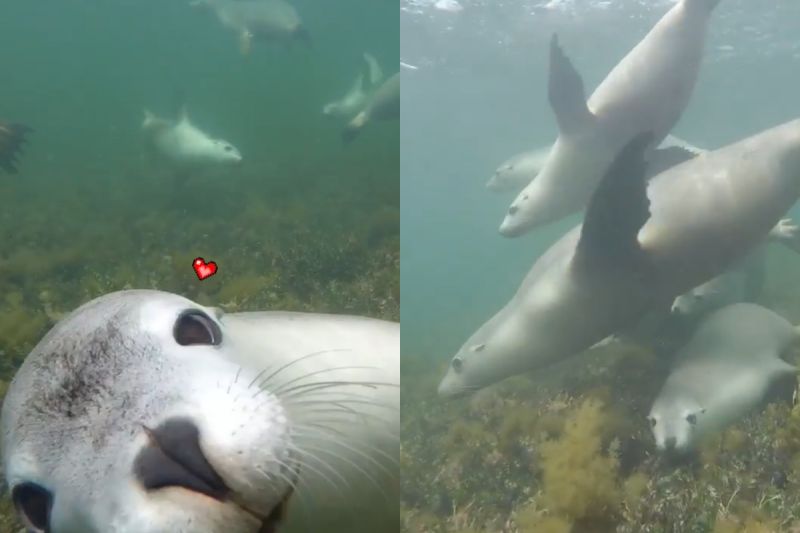 海中遇見「快樂海獅群」　人類驚喜：牠們會學我們的動作
