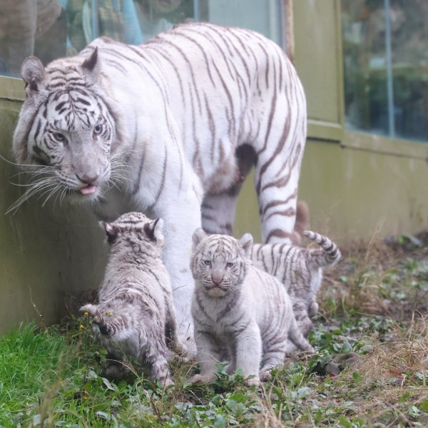 ▲伊豆動物園去年底迎來三隻小白虎，分別是「メレンゲ」、「バニラ」與「ホイップ」（圖／twitter@mame_nek0）