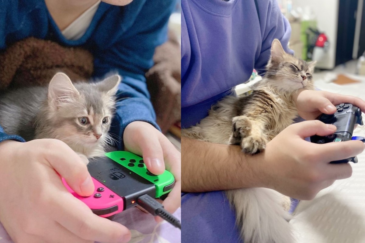 ▲日本一隻貓咪從小就習慣陪飼主打電動（圖／twitter@reorunrun1228）