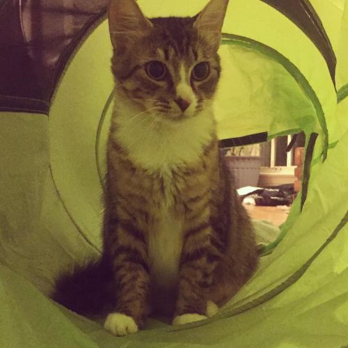 ▲也喜歡自己一隻貓躲進通道玩具中～（圖／Instagram＠squishy_cat_hq）