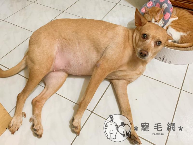 ▲大黃狗妹妹個性屬於好好小姐(圖/網友Meng