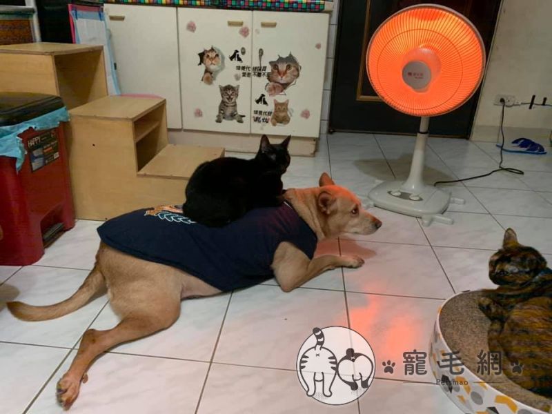 ▲網友家的黑貓特別喜歡坐在大黃狗背上(圖/網友Meng