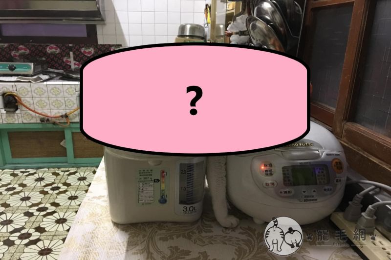 貓咪怪姿趴臥電鍋熱水瓶當「暖爐」　爸嘆：能正常點？
