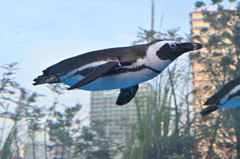 ▲日本網友拍下企鵝照彷彿翱翔在空中照片，引發網友熱烈迴響。（圖／翻攝Twitter）