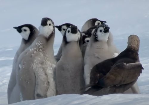 ▲企鵝寶寶們圍成一個防護圈（圖／Youtube＠BBC）