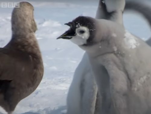 ▲企鵝：放開我啦豬頭！（圖／Youtube＠BBC）