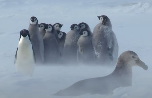 ▲站到企鵝寶寶前面保護牠們！（圖／Youtube＠BBC）