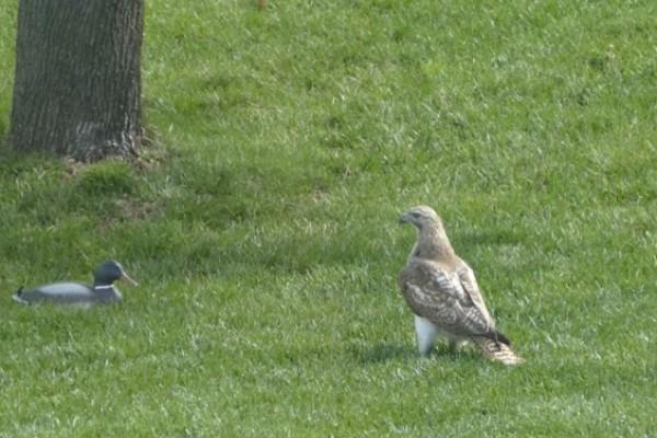 ▲這天老鷹發現草地上有一隻「綠頭鴨」正在休息，決定要去獵捕牠（圖／翻攝自Youtube@Garybob）