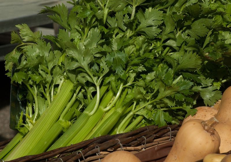 芹菜保存有撇步！放冰箱前做「1動作」：完美保留葉綠素
