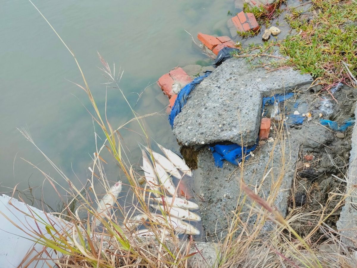 ▲入冬以來寒流一波接一波報到，根據農委會統計，截至 1 月 16 日 17 時止，農業產物估計損失達 1 億 2,843 萬元。（圖／漁業署提供）