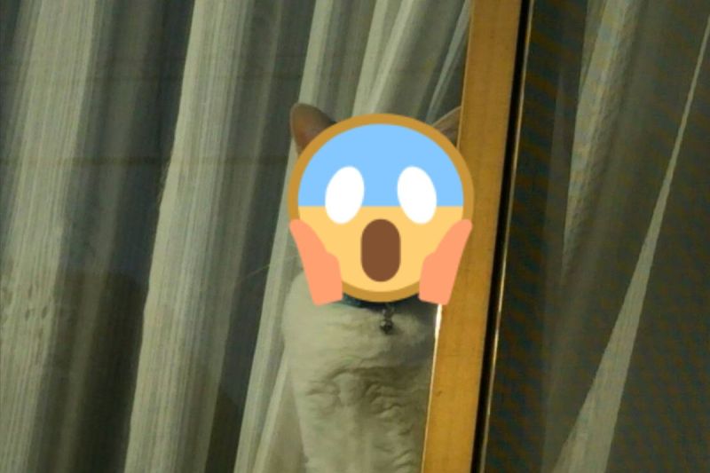 ▲日本一推主的母親日前拍到愛貓的照片意外吸引超過12萬名網友喜愛（圖／twitter@G_AKB）