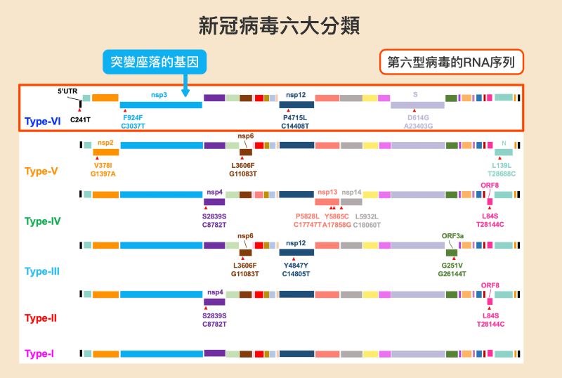 ▲上圖為新冠病毒六大型的突變位點,每一橫條代表某一型的