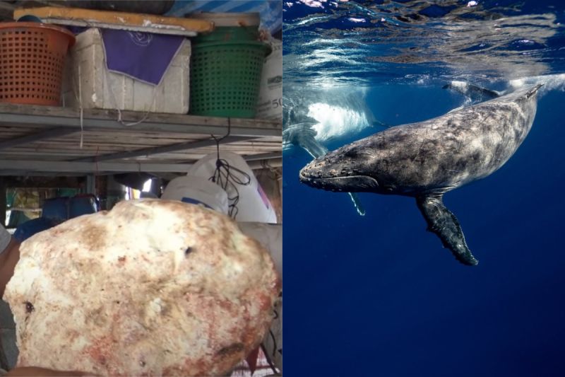 ▲泰國一名漁民撿到一個7公斤重的「鯨魚嘔吐物」，一查發現真相嚇壞。（示意圖／翻攝自《Khaosod TV》 YouTube及《pexels》）