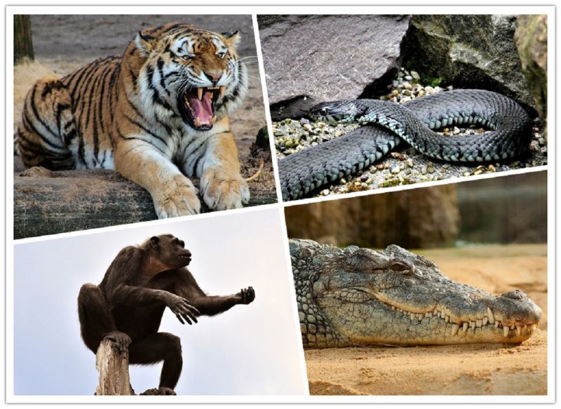 ▲有網友發問「覺得哪些動物可怕？」結果全場狂指「人類」。（合成圖／取自pixabay）