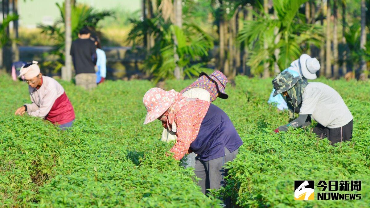 ▲羅勒(九層塔)全國產地面積約250公頃，光屏東就佔有150公頃，九層塔產量屏東縣佔全國約6成以上。（資料照／記者陳美嘉攝）