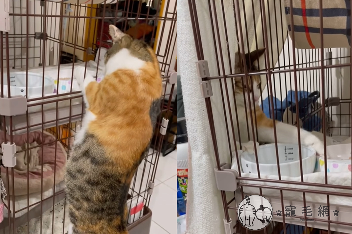 ▲三花貓不斷把手伸進籠子，努力狂撈！究竟是在做什麼呢？（圖／FB@家裡的孩子授權）