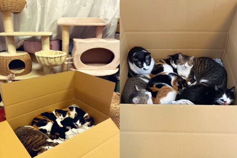 ▲日本一多貓家庭的鏟屎官日前分享一組照片，表示貓咪睡在紙箱裡，但網友仔細一看都笑了（圖／twitter@nekoyama373）