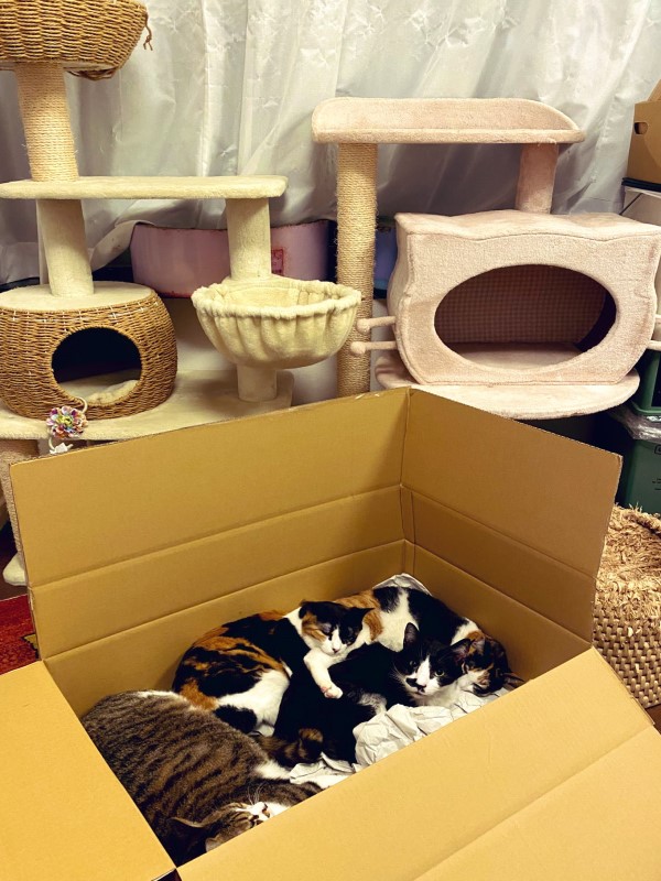 ▲貓咪們全部擠在紙箱，也不願到豪華跳台窩著（圖／twitter@nekoyama373）