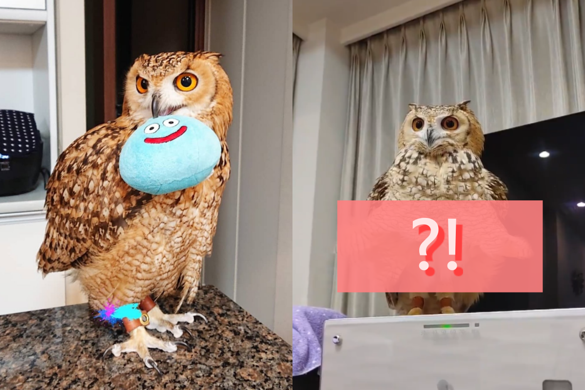 ▲貓頭鷹呆站送風處被「大風呼呼吹」，小裙子都掀起來啦！（圖／Twitter@kamui_owl）