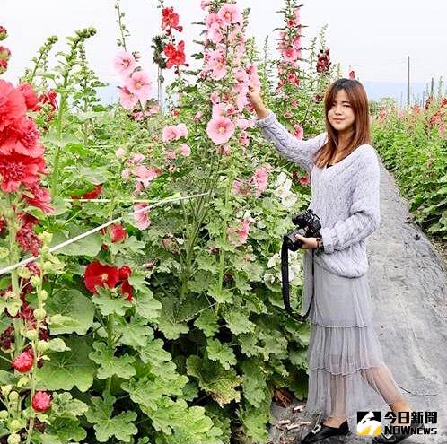 ▲「田中窯」蜀葵花季到，百花綻放萬紫千紅，是賞花客追逐拍照熱點。（圖／記者金武鳳攝，2021.1.22)