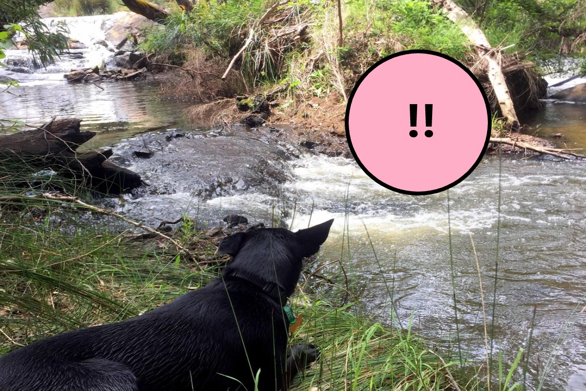 ▲澳洲一名男子帶狗到河邊散步時，目睹驚人的一幕（圖／翻攝自The Sun.com）