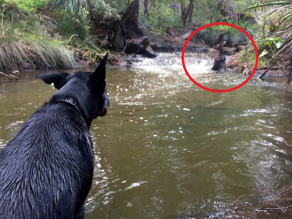 ▲傑克森帶狗狗到河邊散步時，突然發現一隻野生袋鼠在河裡洗澡（圖／翻攝自The