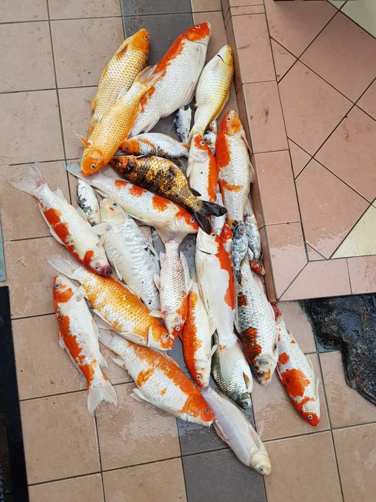 尾錦鯉缺氧翻肚 飼主竟 下鍋煮魚湯 丟掉也是浪費 新奇 Nownews今日新聞 尾錦鯉缺氧翻肚 飼主竟 下鍋煮魚湯 丟掉也是浪費 新奇 Nownews今日新聞