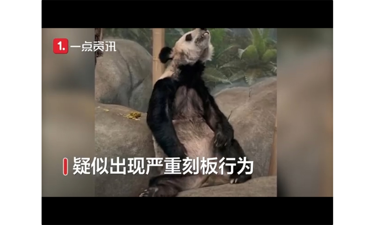 ▲美國田納西州的孟菲斯動物園（Memphis Zoo）內的大貓熊「丫丫」疑似遭受虐待，身體消瘦且出現嚴重刻板行為。（圖／翻攝自微博）