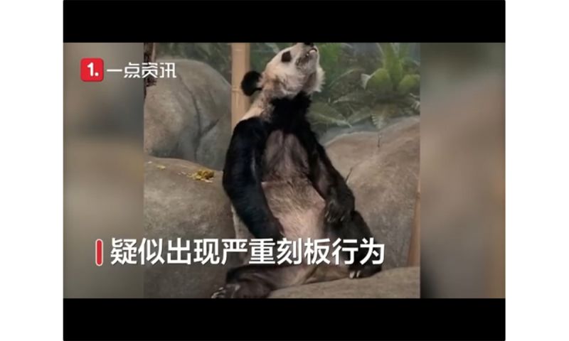 旅美貓熊遭虐待？中國獸醫：瘦骨嶙峋、經歷多次流產損傷
