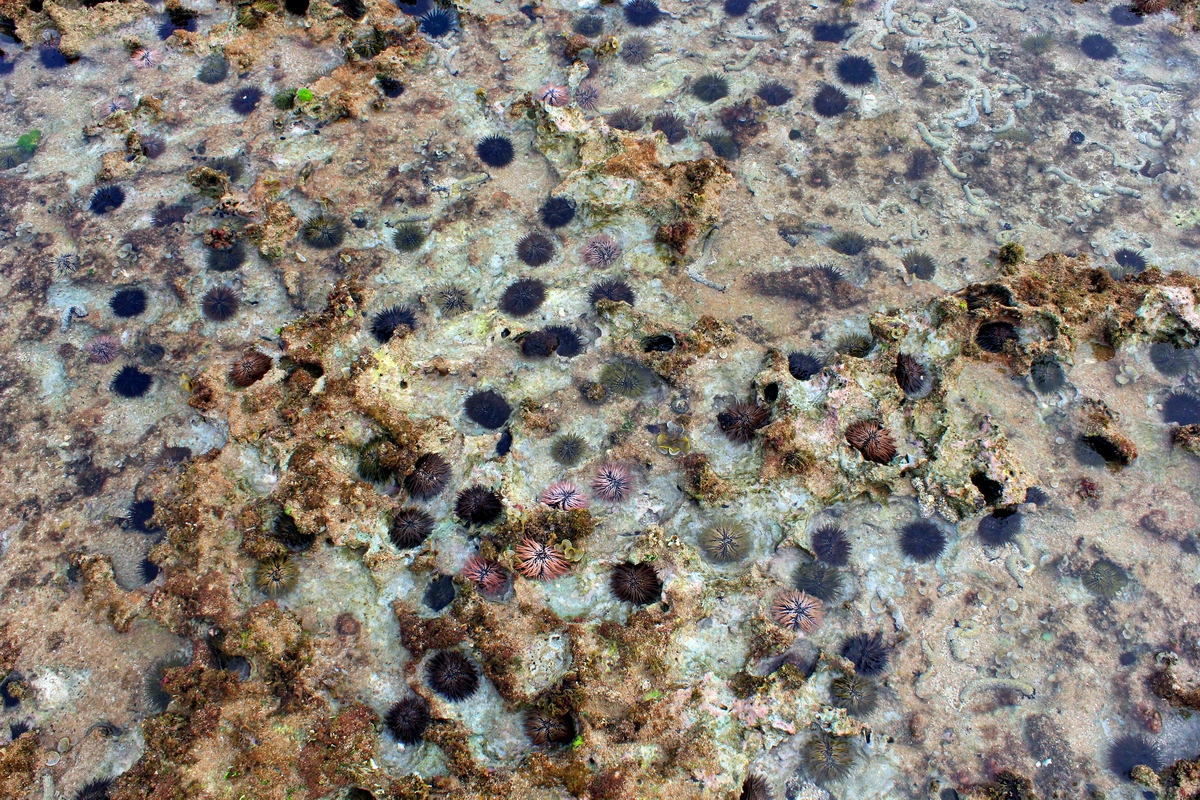 ▲小琉球肚仔坪潮間滿佈坑洞的裸露礁石現況。（圖／國立中山大學研究團隊提供, 2021.01.25）