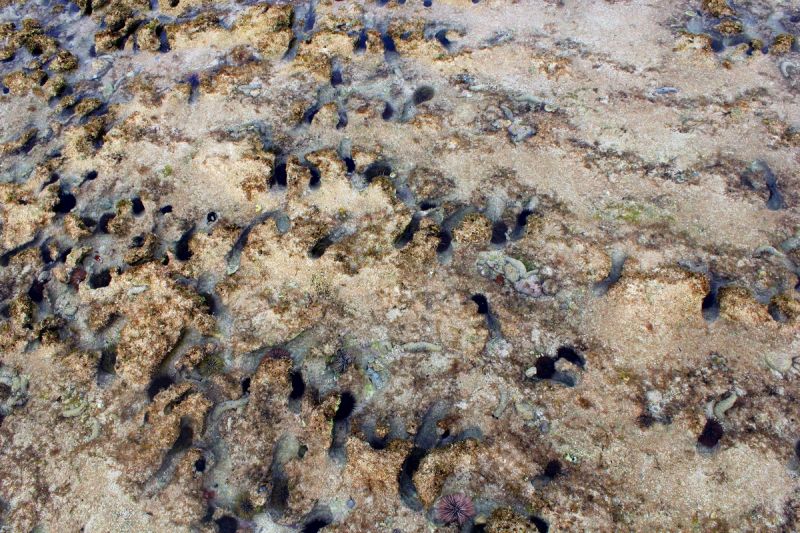▲小琉球肚仔坪潮間滿佈坑洞海膽啃食礁岩情形。（圖／國立中山大學研究團隊提供,