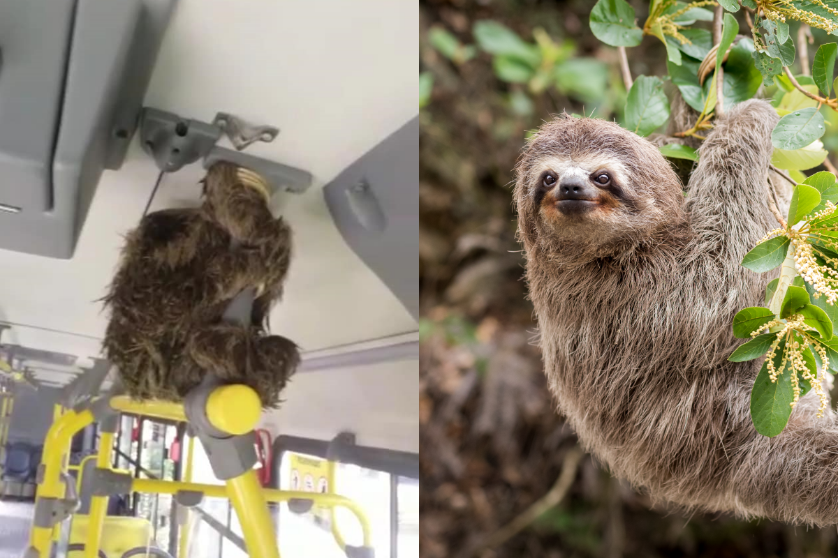 ▲公車司機車開一開半路遇到「迷路樹懶」，一貼心舉動博得了乘客的讚嘆！（圖／Facebook＠Precious Pomskies、Shutterstock@樹懶）