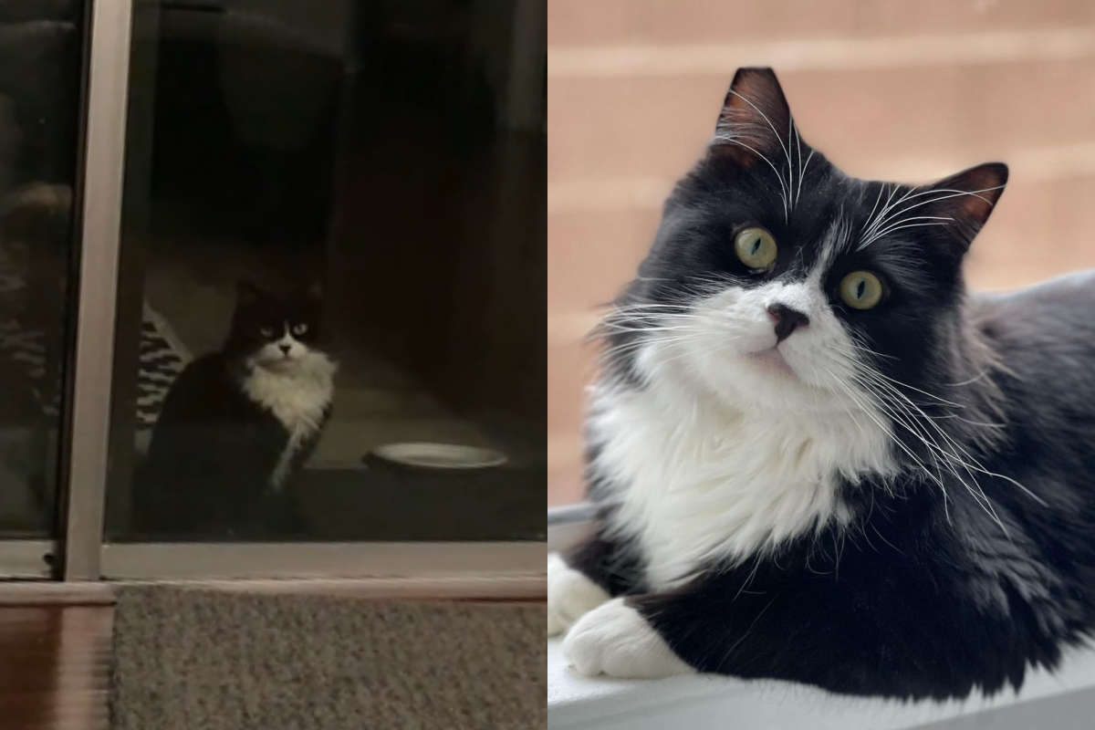 ▲collage-浪貓街頭散步發現這家庭有「好多貓」，駐足窗外偷看想加入！（圖／Instagram＠withgracerescue）