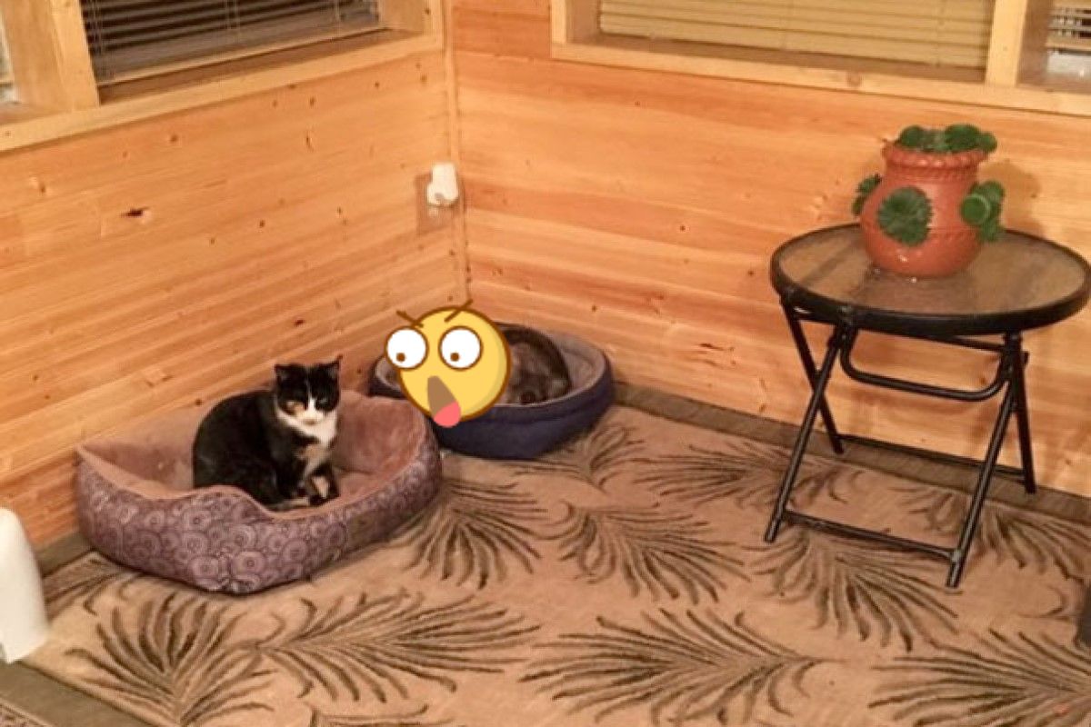 ▲男子艾瑞克發現奶奶餵養的一隻「浪貓」長相特別不一樣（圖／Eric Hertlein）