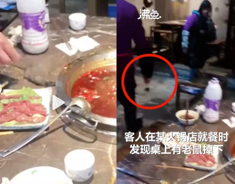 ▲中國成都郫都區有一間火鍋店,日前發生「老鼠從天而降」的離譜事件。(圖/翻攝自陸媒《沸點視頻》)