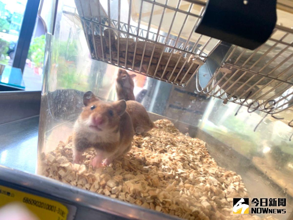 ▲中研院以敘利亞倉鼠進行動物測試，發現能有效減少90%的病毒數量。（圖／記者朱永強攝,2021.01.27）