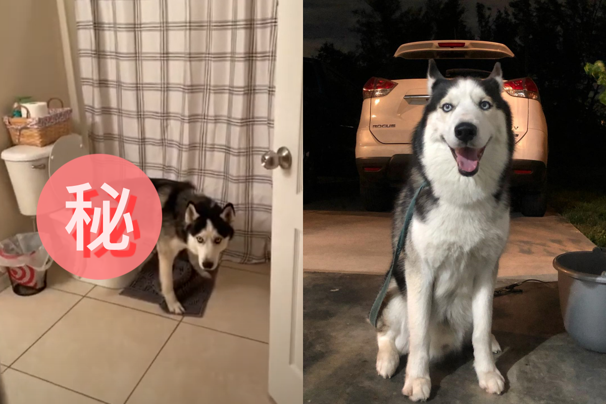 ▲哈士奇「噓噓」竟知道要跑廁所，主人看到超驚訝！（圖／Youtube、Facebook＠Hachi The Husky）