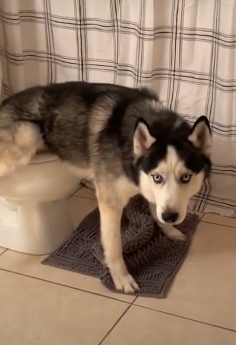 ▲Hachi：看啥看？沒看過狗上廁所？（圖／Youtube＠Hachi