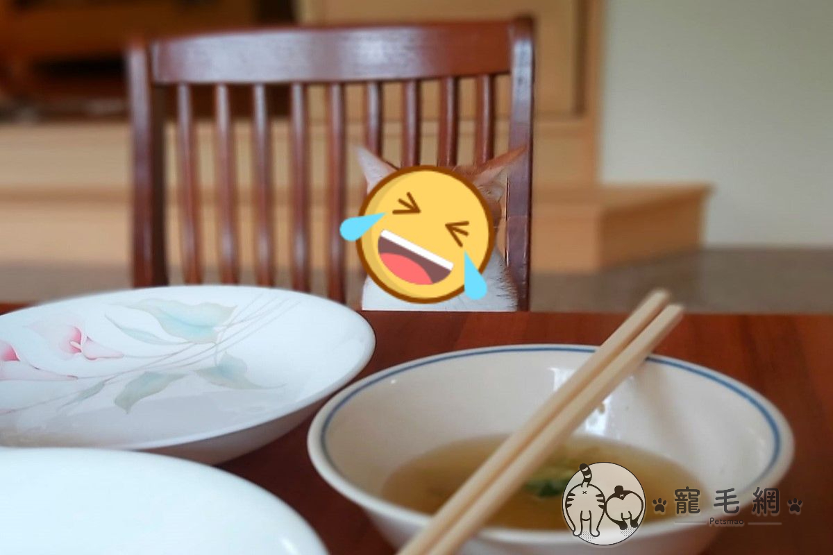 ▲網友家的橘白貓一臉不悅地看著餐桌（圖／網友Lee Angela授權提供）