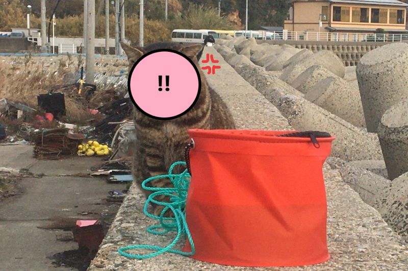 ▲日本一推主去釣魚時，遇見一隻地方虎斑貓前來「討保護費」（圖／twitter@ETGppp）