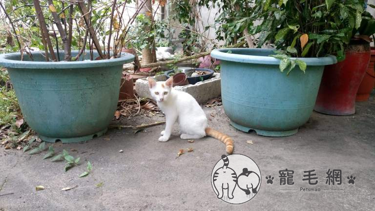 ▲2016年時一隻不怕生的橘白貓出現在網友家庭院。(圖/IG@咪醬帶小孩mii_chiang授權)