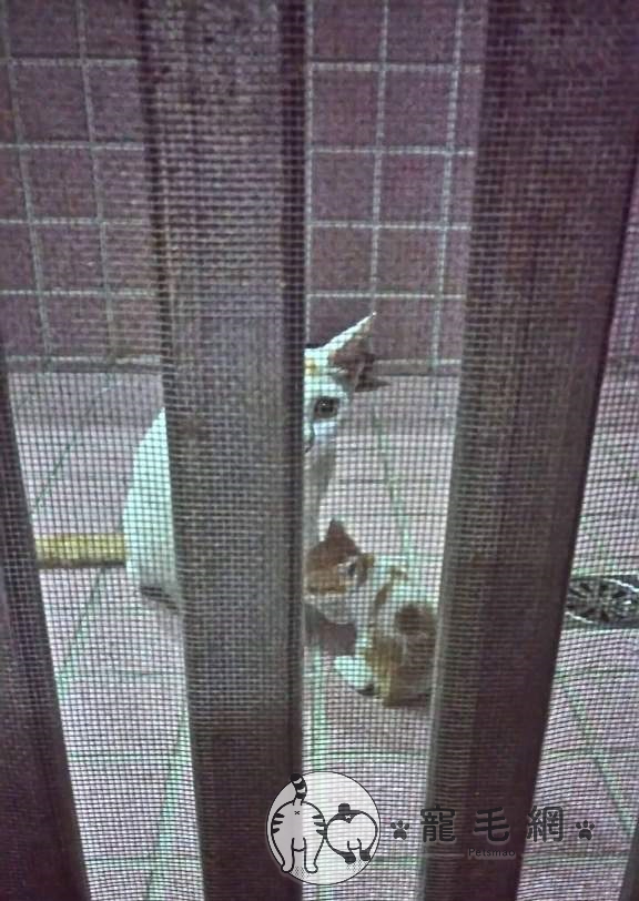 ▲叮咚!有倫在家嗎?我這邊要兩人份!(圖/IG@咪醬帶小孩mii_chiang授權)