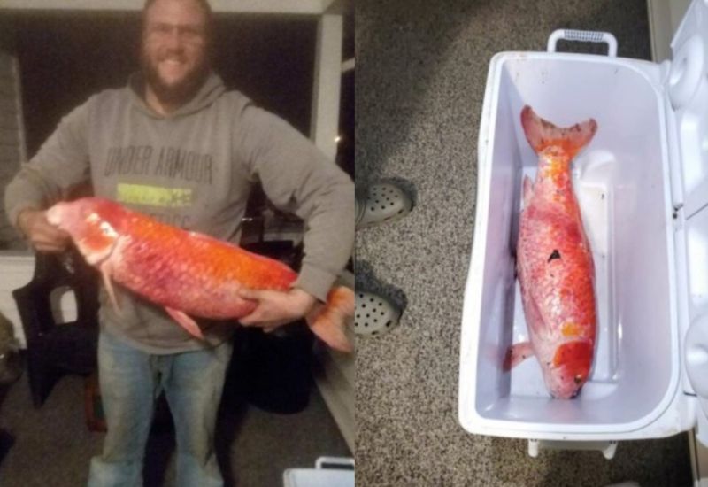 ▲美國網友分享自己家中養了一隻從市集撈回來的金魚45年。（圖／Riddit）