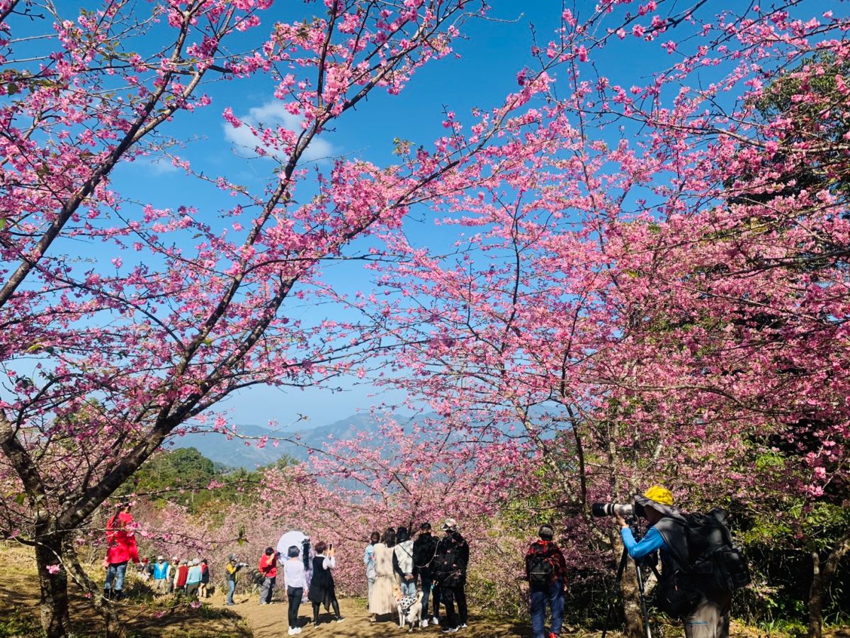 ▲中央氣象局今（14）日表示，下週平日天氣將屬於春暖花開、溫暖穩定的天氣型態。（圖／NOWnews資料照，高市原住民委員會提供）