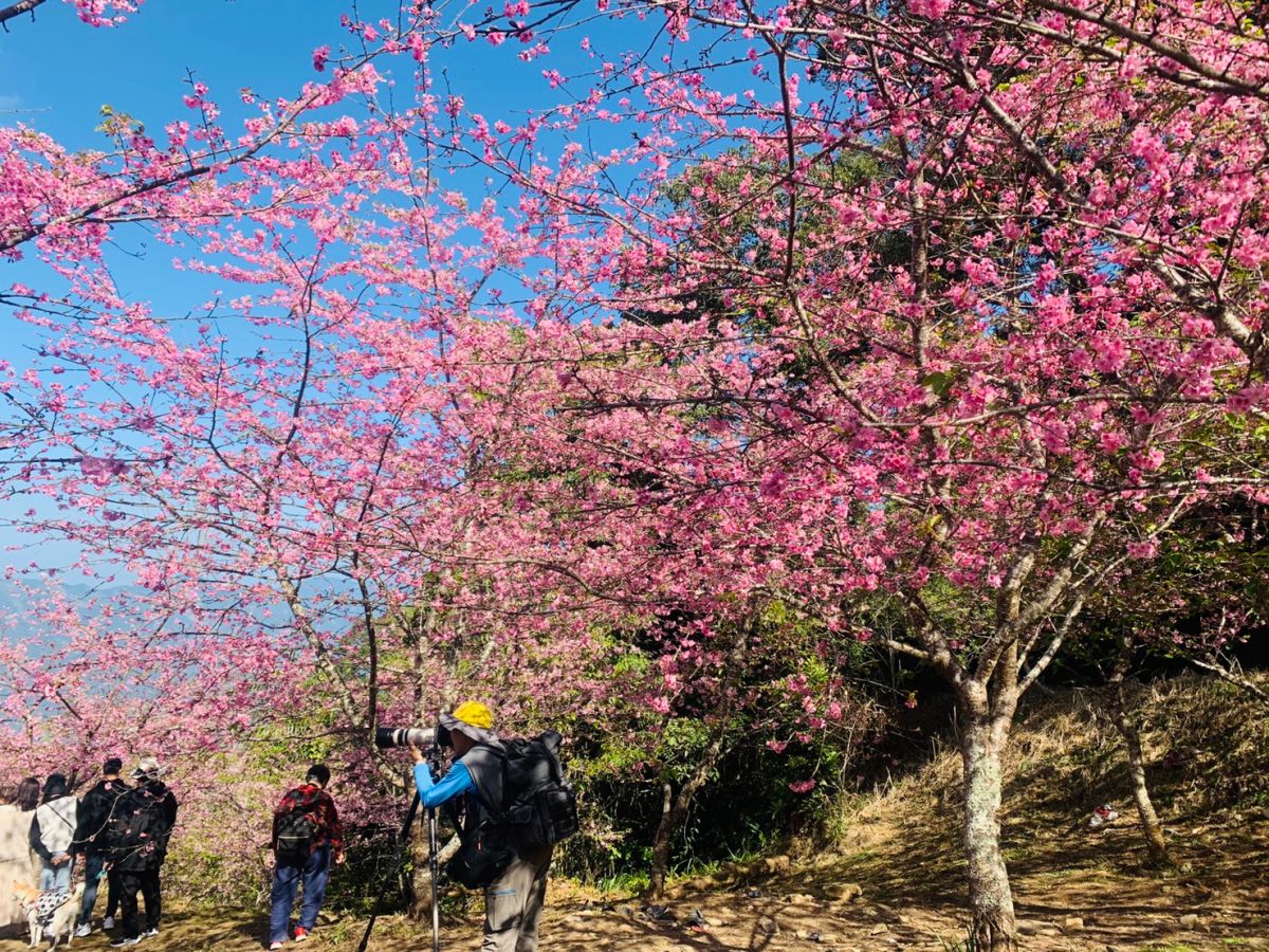 ▲桃源區櫻花種植最大的區域就在寶山與二集團之間，在行進途中林道兩旁就有不少山櫻。（圖／高市原住民委員會提供）